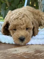 Everest, a male Poodle - Miniature  and Miniature Goldendoodle for sale in Burr Oak, MI – 2 of 3