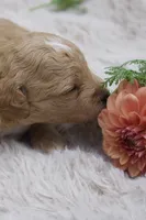 Evie, a female Miniature Goldendoodle for sale in Burr Oak, MI – 1 of 4
