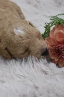 Evie, a female Miniature Goldendoodle for sale in Burr Oak, MI – 2 of 4