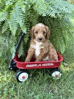 Egg Roll, a male Miniature Goldendoodle for sale in Burr Oak, MI – 2 of 3