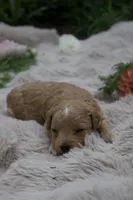 Evie, a female Miniature Goldendoodle for sale in Burr Oak, MI – 4 of 4