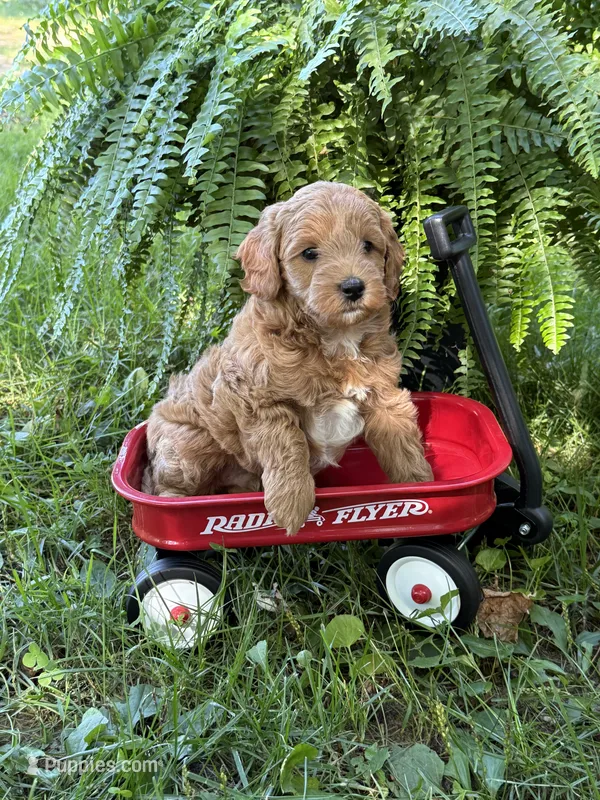 Enzo – Poodle - Miniature , Miniature Goldendoodle puppy for sale in Burr Oak, MI