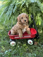 Enzo, a male Poodle - Miniature  and Miniature Goldendoodle for sale in Burr Oak, MI – 1 of 3