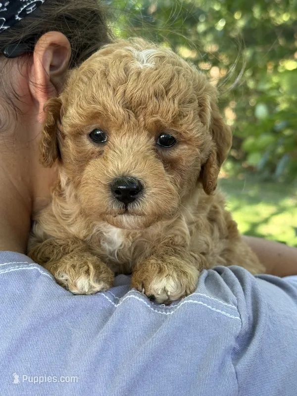 Evie – Poodle - Miniature , Miniature Goldendoodle puppy for sale in Burr Oak, MI