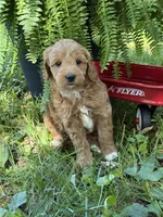 Enzo, a male Poodle - Miniature  and Miniature Goldendoodle for sale in Burr Oak, MI – 2 of 3