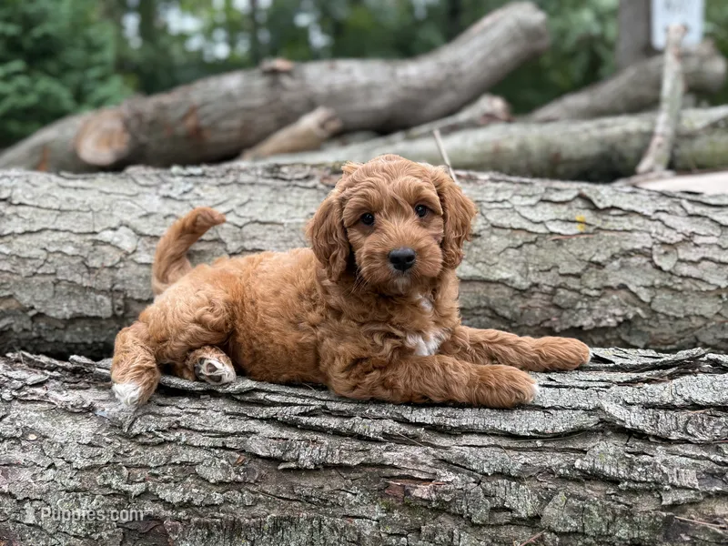 Ember – Poodle - Miniature , Miniature Goldendoodle puppy for sale in Burr Oak, MI