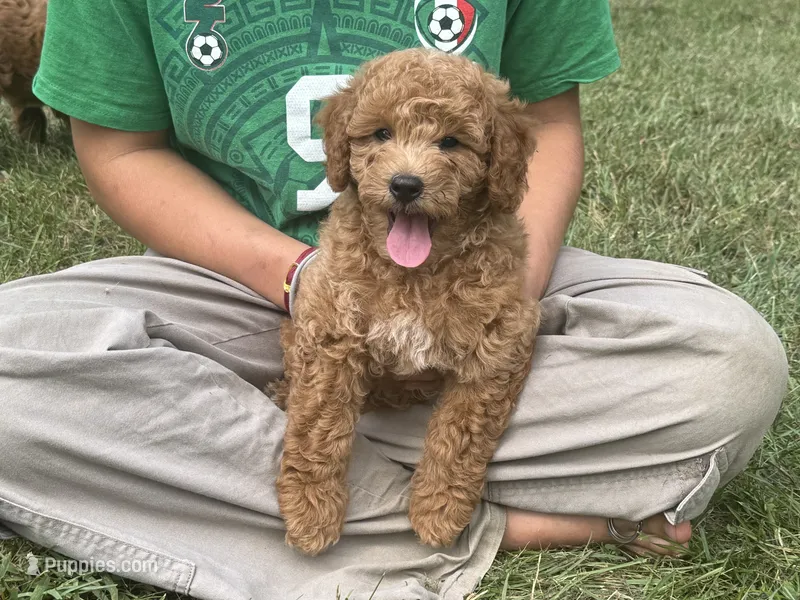 Everest – Poodle - Miniature , Miniature Goldendoodle puppy for sale in Burr Oak, MI