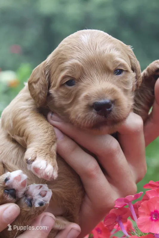 Ember – Miniature Goldendoodle puppy for sale in Burr Oak, MI
