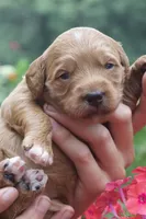 Ember, a female Miniature Goldendoodle for sale in Burr Oak, MI – 1 of 3