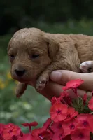 Espresso , a female Miniature Goldendoodle for sale in Burr Oak, MI – 2 of 3