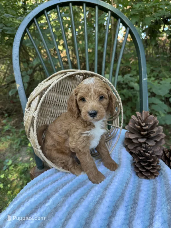 Egg Roll – Miniature Goldendoodle puppy for sale in Burr Oak, MI
