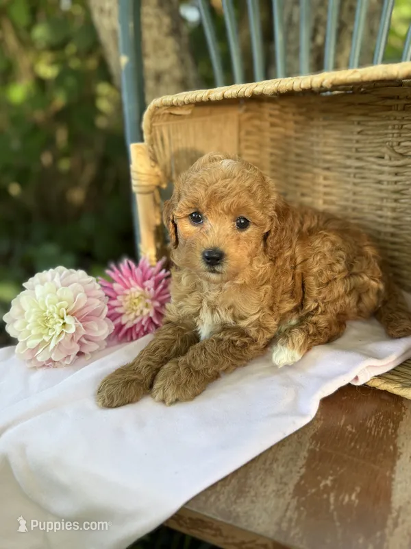 Espresso  – Poodle - Miniature , Miniature Goldendoodle puppy for sale in Burr Oak, MI