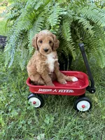 Egg Roll, a male Miniature Goldendoodle for sale in Burr Oak, MI – 3 of 3