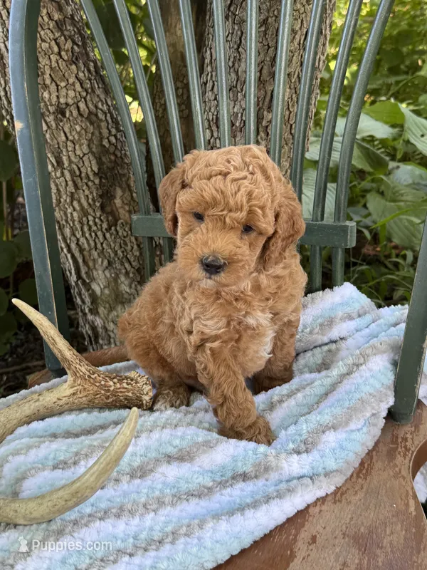Everest – Poodle - Miniature , Miniature Goldendoodle puppy for sale in Burr Oak, MI