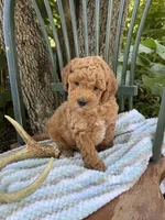 Everest, a male Poodle - Miniature  and Miniature Goldendoodle for sale in Burr Oak, MI – 1 of 3