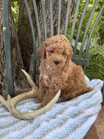 Everest, a male Poodle - Miniature  and Miniature Goldendoodle for sale in Burr Oak, MI – 3 of 3