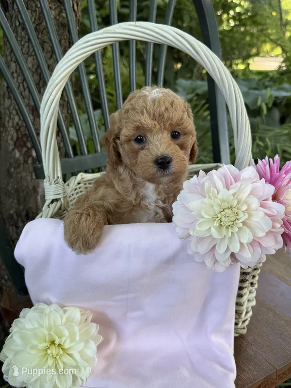 Evie – Poodle - Miniature , Miniature Goldendoodle puppy for sale in Burr Oak, MI