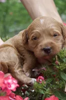 Ember, a female Miniature Goldendoodle for sale in Burr Oak, MI – 2 of 3