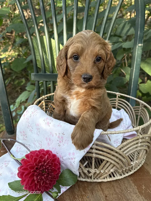 Ember – Poodle - Miniature , Miniature Goldendoodle puppy for sale in Burr Oak, MI