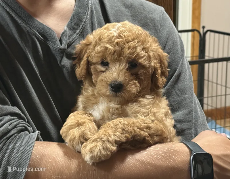 Evie – Poodle - Miniature , Miniature Goldendoodle puppy for sale in Burr Oak, MI