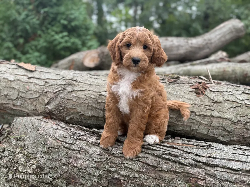 Egg Roll – Miniature Goldendoodle puppy for sale in Burr Oak, MI