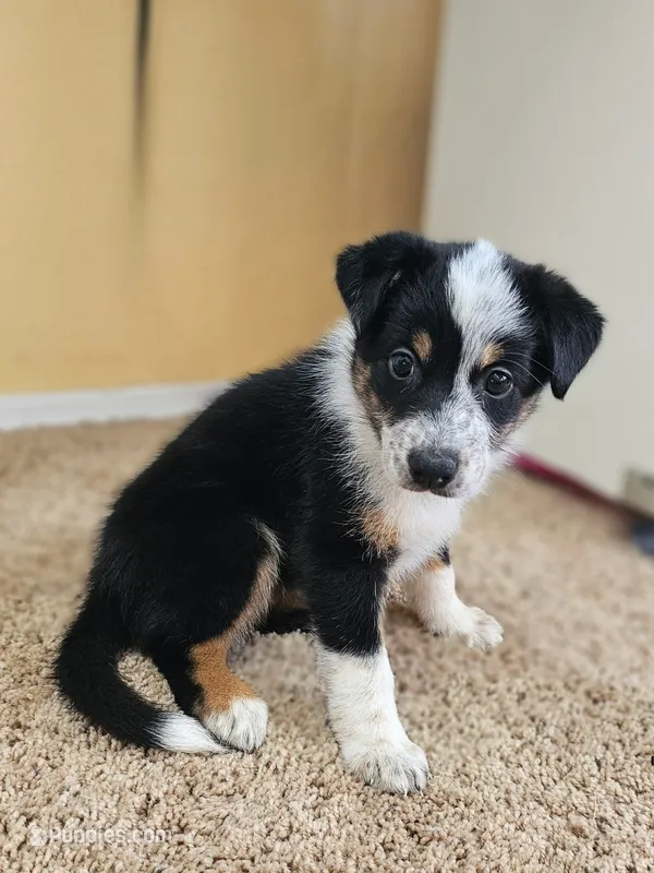 Female 2 – Australian Cattle Dog, Australian Shepherd puppy for sale in San Tan Valley, AZ