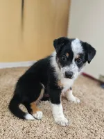 Female 2, a female Australian Cattle Dog and Australian Shepherd for sale in San Tan Valley, AZ – 1 of 1