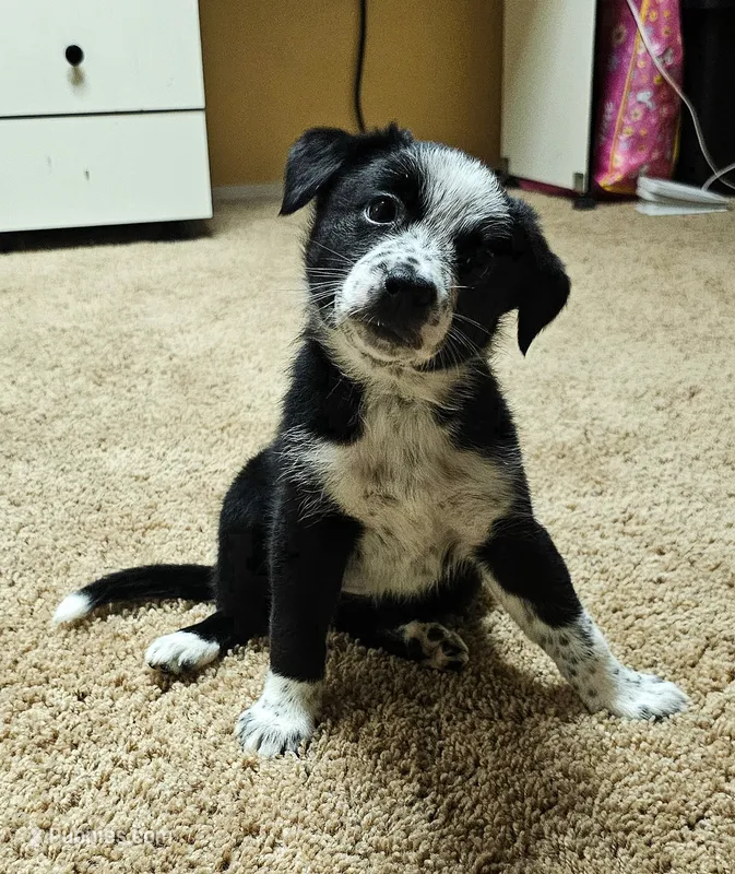 Female 4  – Australian Cattle Dog, Australian Shepherd puppy for sale in San Tan Valley, AZ