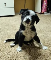 Female 4 , a female Australian Cattle Dog and Australian Shepherd for sale in San Tan Valley, AZ – 1 of 1