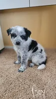 Male 1, a male Australian Cattle Dog and Australian Shepherd for sale in San Tan Valley, AZ – 1 of 1