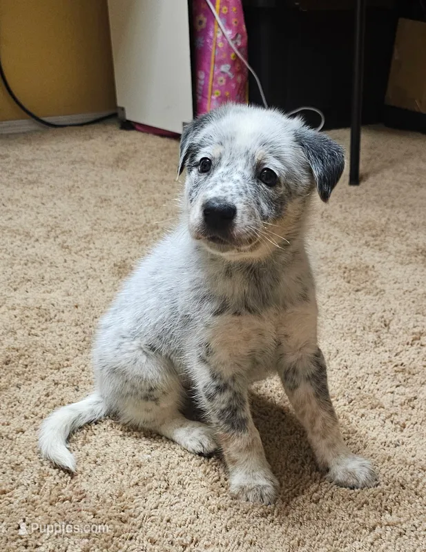 Male 2 – Australian Cattle Dog, Australian Shepherd puppy for sale in San Tan Valley, AZ