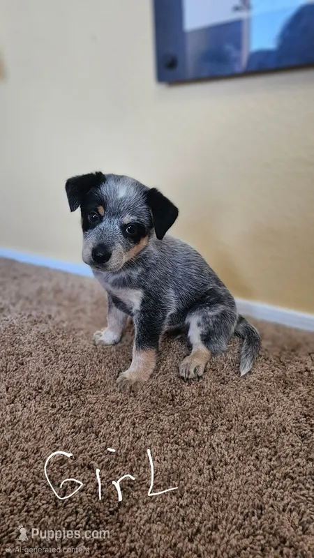 Female 1  – Australian Cattle Dog, Australian Shepherd puppy for sale in San Tan Valley, AZ