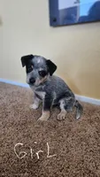 Female 1 , a female Australian Cattle Dog and Australian Shepherd for sale in San Tan Valley, AZ – 1 of 1