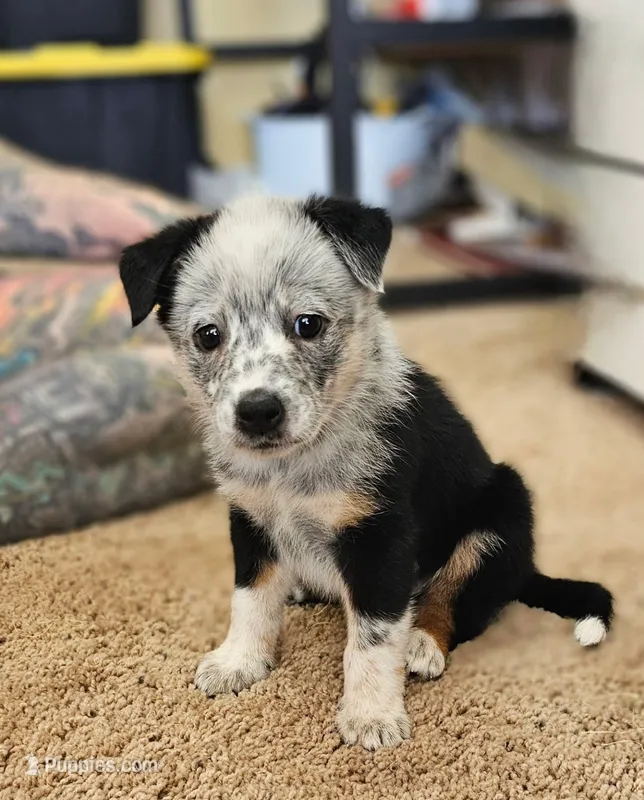 Female 3 – Australian Cattle Dog, Australian Shepherd puppy for sale in San Tan Valley, AZ