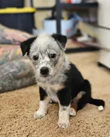 Female 3, a female Australian Cattle Dog and Australian Shepherd for sale in San Tan Valley, AZ – 1 of 1