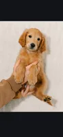 Sage Winter, a female Goldendoodle for sale in Saluda, NC – Photo 2 of 2