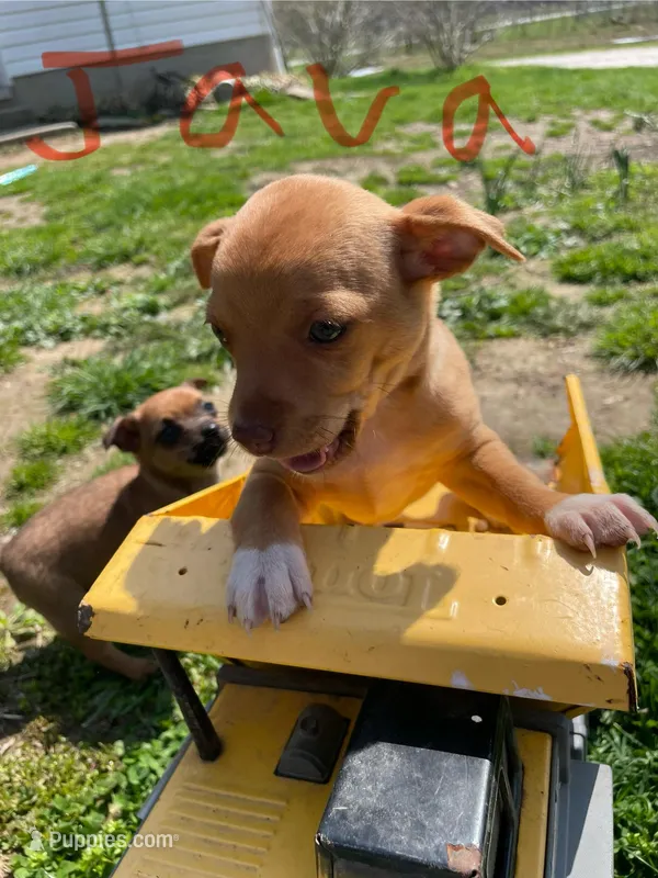 Java – Chihuahua puppy for sale in Salem, IN