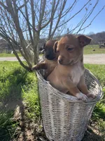 Java, a male Chihuahua for sale in Salem, IN – Photo 3 of 3