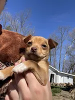 Java, a male Chihuahua for sale in Salem, IN – Photo 2 of 3