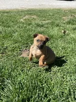 Cowboy, a male Chihuahua for sale in Salem, IN – Photo 5 of 5