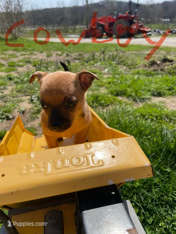 Cowboy – Chihuahua puppy for sale in Salem, IN