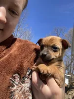 Cowboy, a male Chihuahua for sale in Salem, IN – Photo 2 of 5