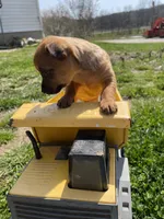 Cowboy, a male Chihuahua for sale in Salem, IN – Photo 3 of 5