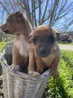 Cowboy, a male Chihuahua for sale in Salem, IN – Photo 4 of 5
