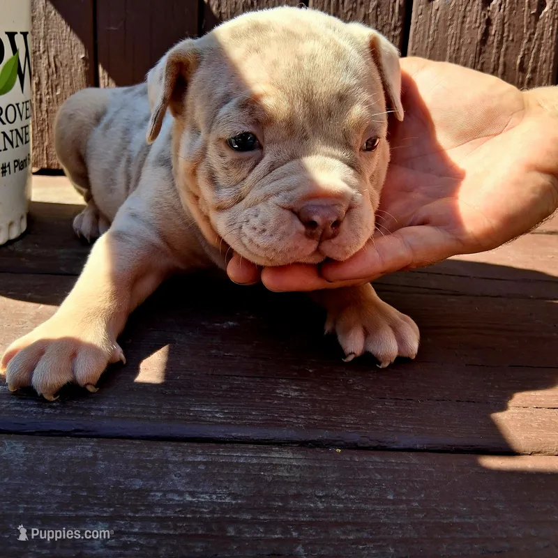 Ella – American Bully puppy for sale in Cincinnati, OH