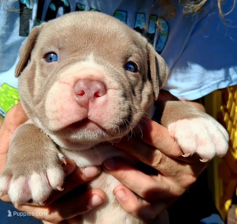 Mac – American Bully puppy for sale in Cincinnati, OH