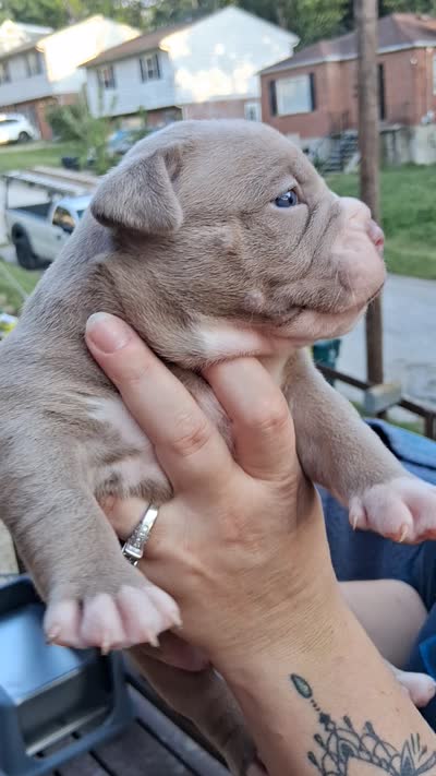 Mac, a male American Bully for sale in Cincinnati, OH – 2 of 2