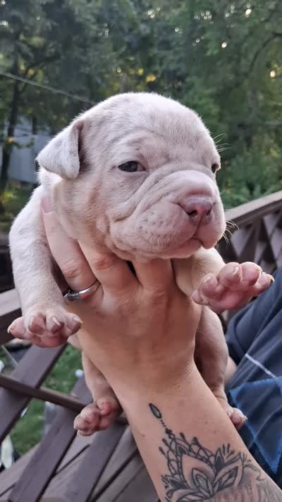 Ella, a female American Bully for sale in Cincinnati, OH – 1 of 1