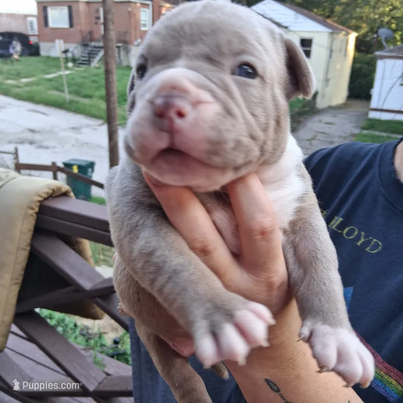 Mac – American Bully puppy for sale in Cincinnati, OH