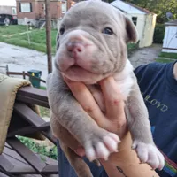 Mac, a male American Bully for sale in Cincinnati, OH – 1 of 2